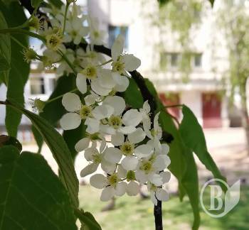 Іван Петрович у черемхових чернігівський дворах Іван Петрович у черемхових чернігівський дворах